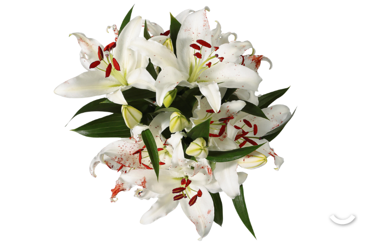 White Oriental Lily