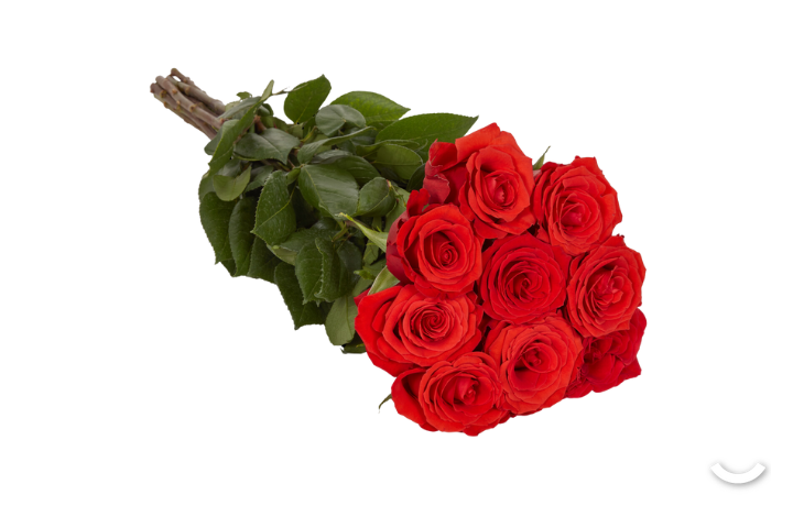 Red Noblesse Roses