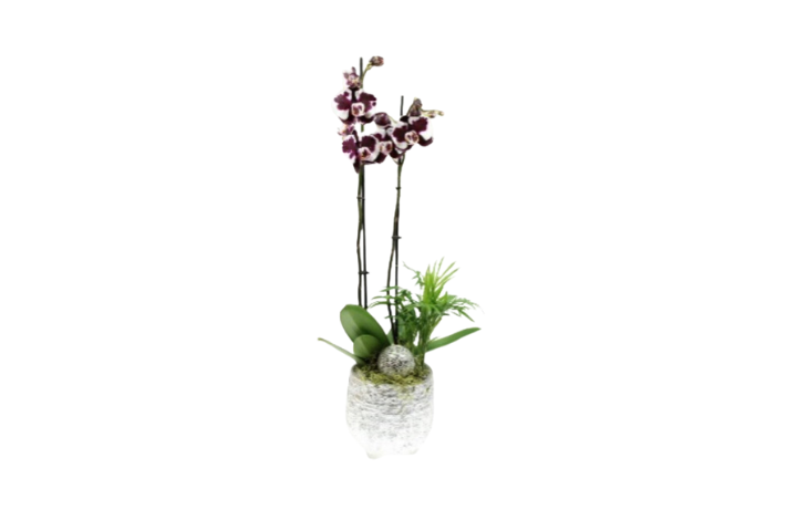 Premium Orchid 1 with pot