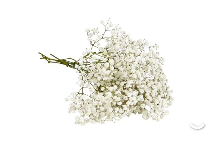 Gypsophila Large Flowers