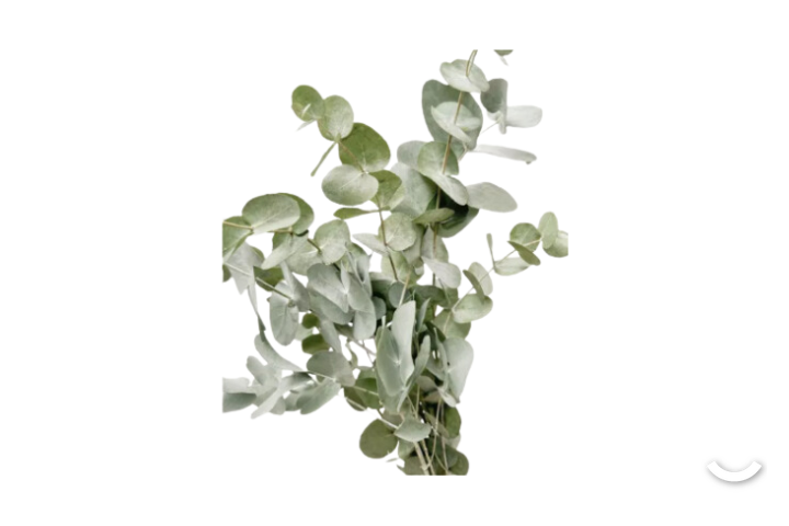 Eucalyptus