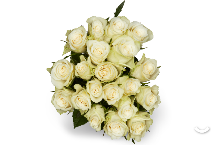 Miniroses White