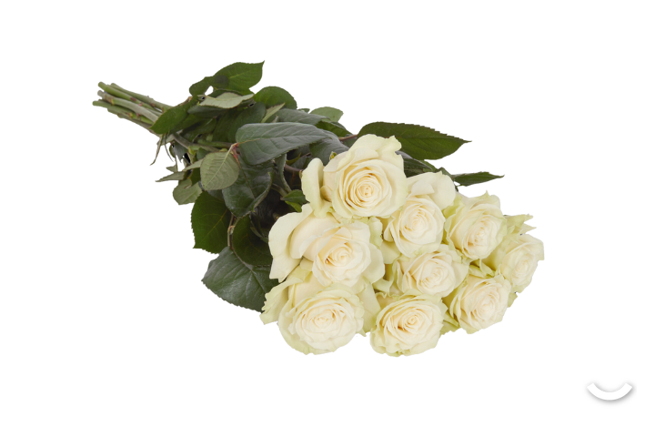 Roses Noblesse White