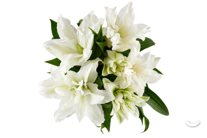 White Roselilly Lily