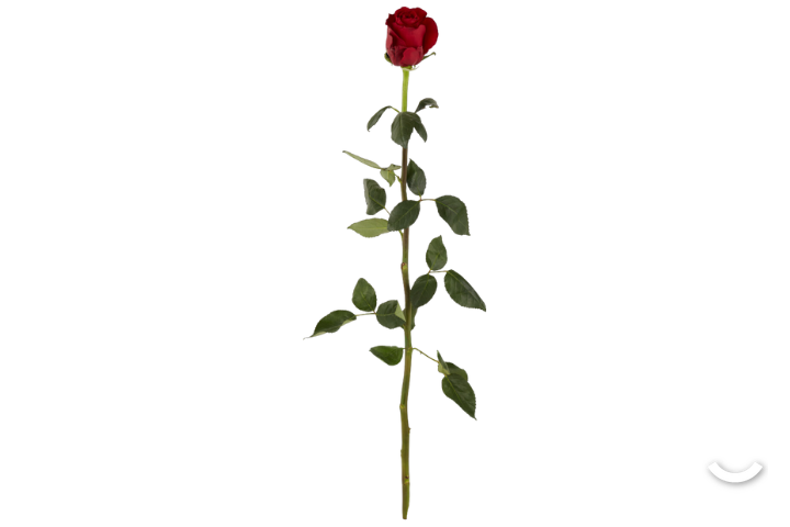 Red Rose