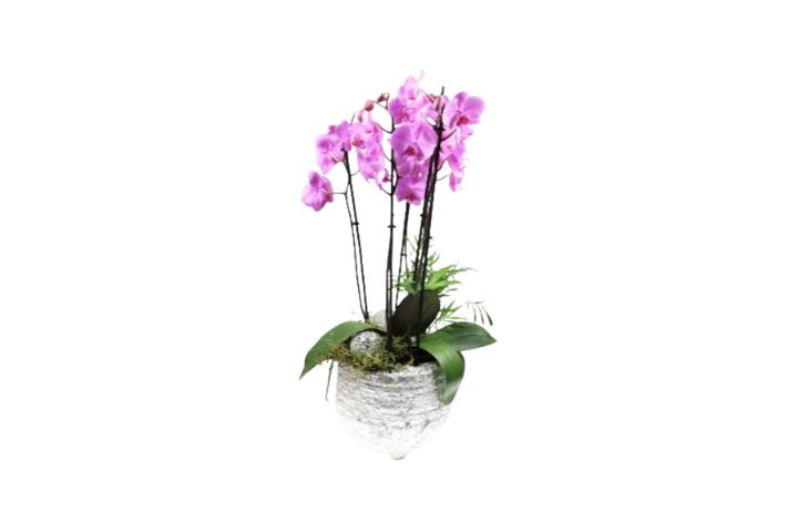 Premium Orchid 3 with pot