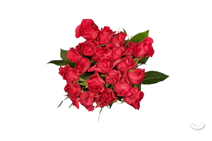 Miniroses Pink