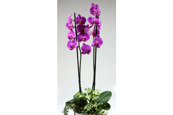 Phalaenopsis Premium 2 Stems with Planter