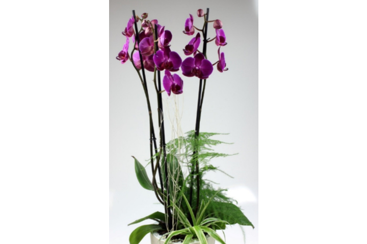 Phalaenopsis Premium  3 Stems with Planter