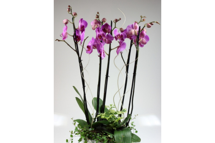 Phalaenopsis Premium  5 Stems with Planter