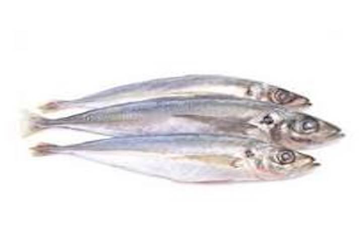  Horse mackerel Taille 2/4