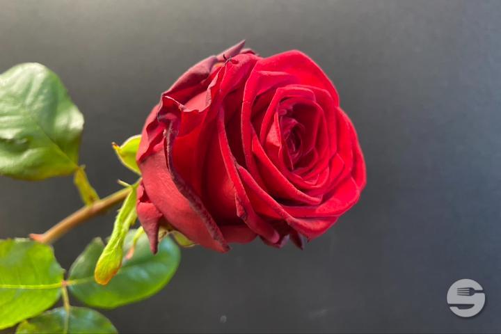 Red Rose Naomi