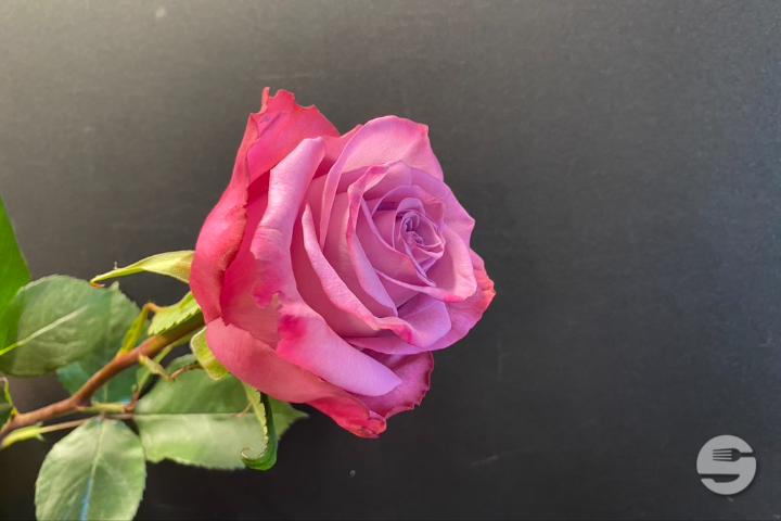 Pink Rose