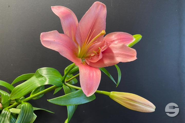 Pink Lily