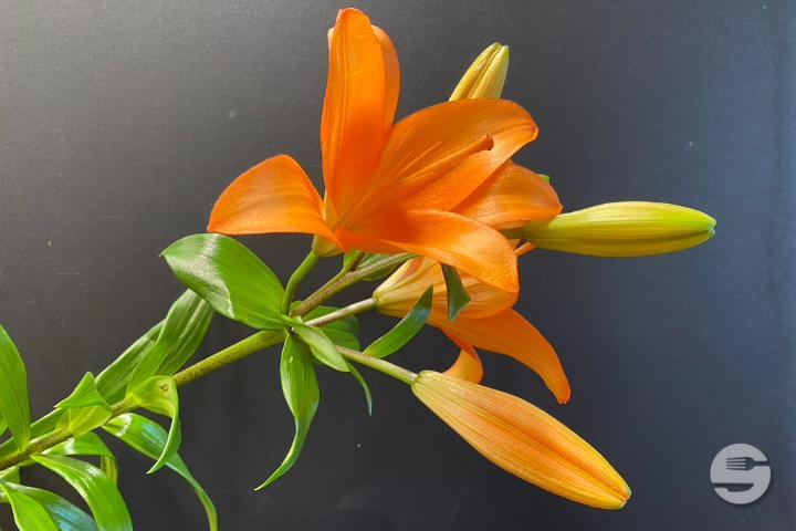 Orange Lily
