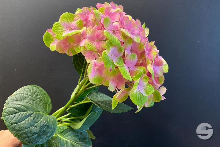 Pink Hortensia