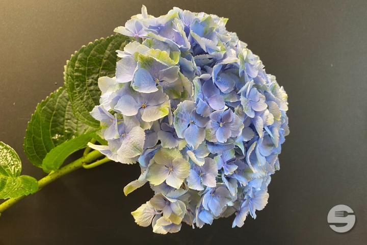 Blue Hortensia