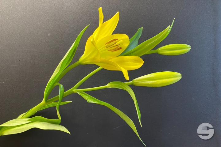 Yellow Lily
