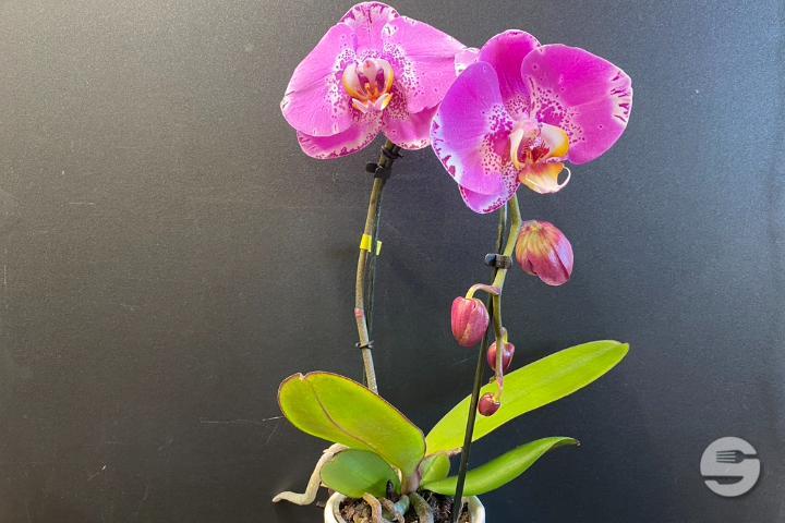 Pink Orchid
