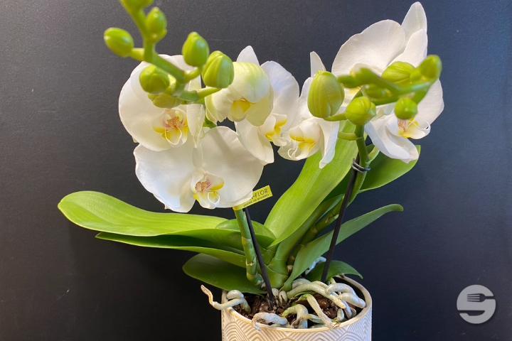 White Orchid