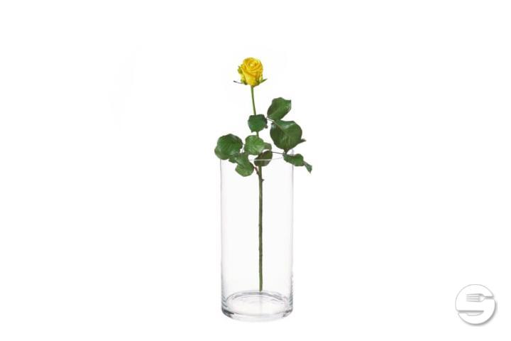 Yellow Rose