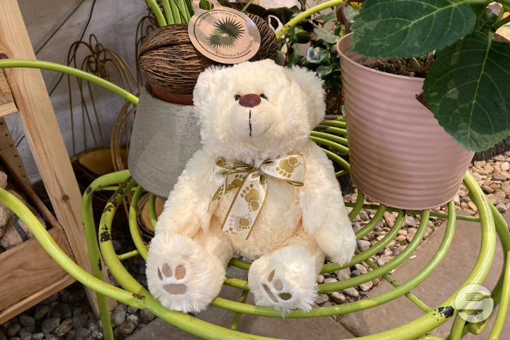 White Teddy Bear