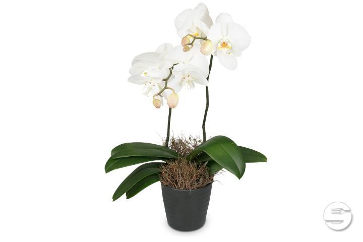 White Orchid in Cache-Pot