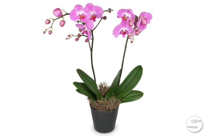Pink Orchid in Cache-Pot