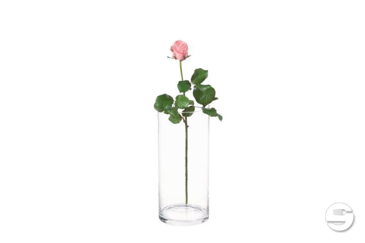 Pink Rose