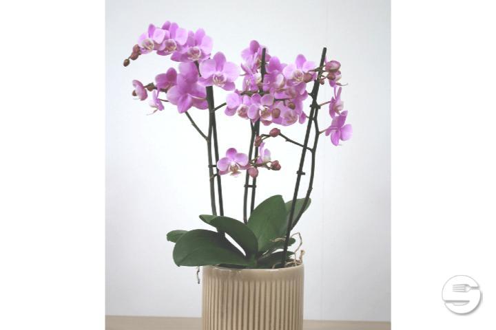 Plante d'Orchidée