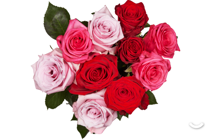 Romantic Pink and Dark Pink Roses