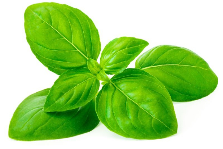 Basilic - 30g