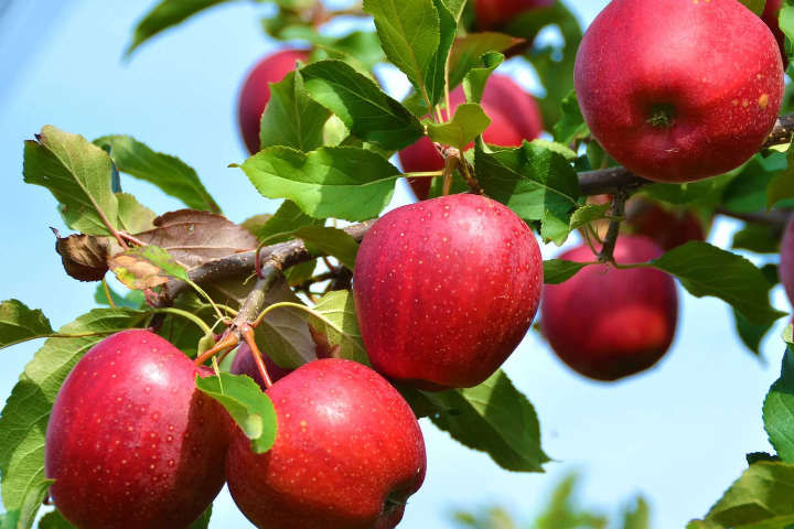 Red Apple - 4 piece