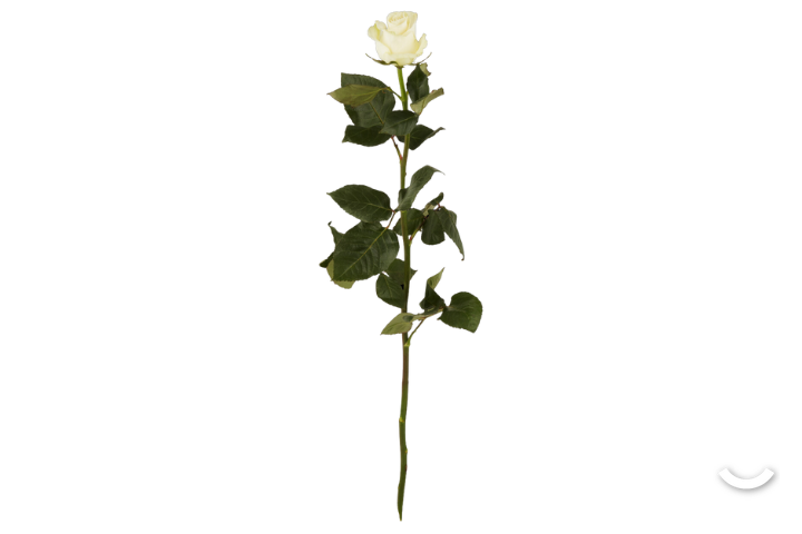 Pink Rose