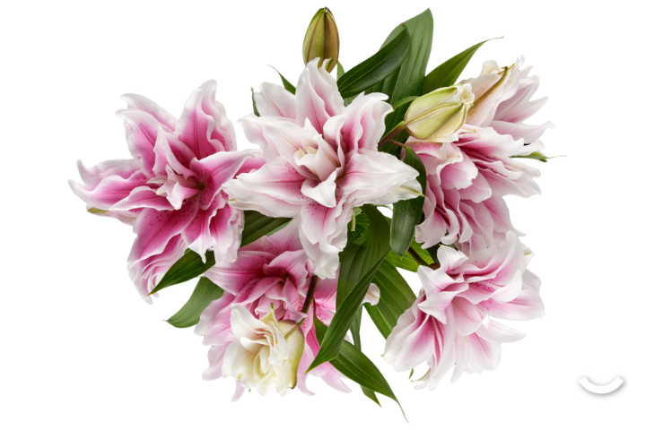 Lily Roselilly Rose