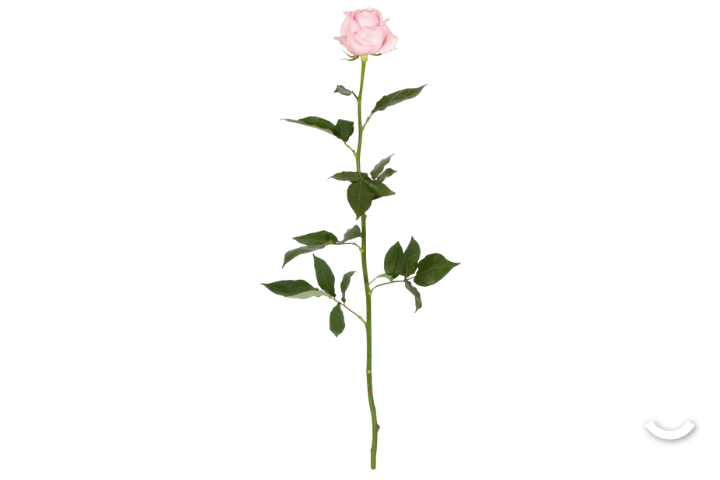 White Rose